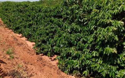 Fertilizante BRAVYA ajuda na recuperação de cafezal em Bariri-SP