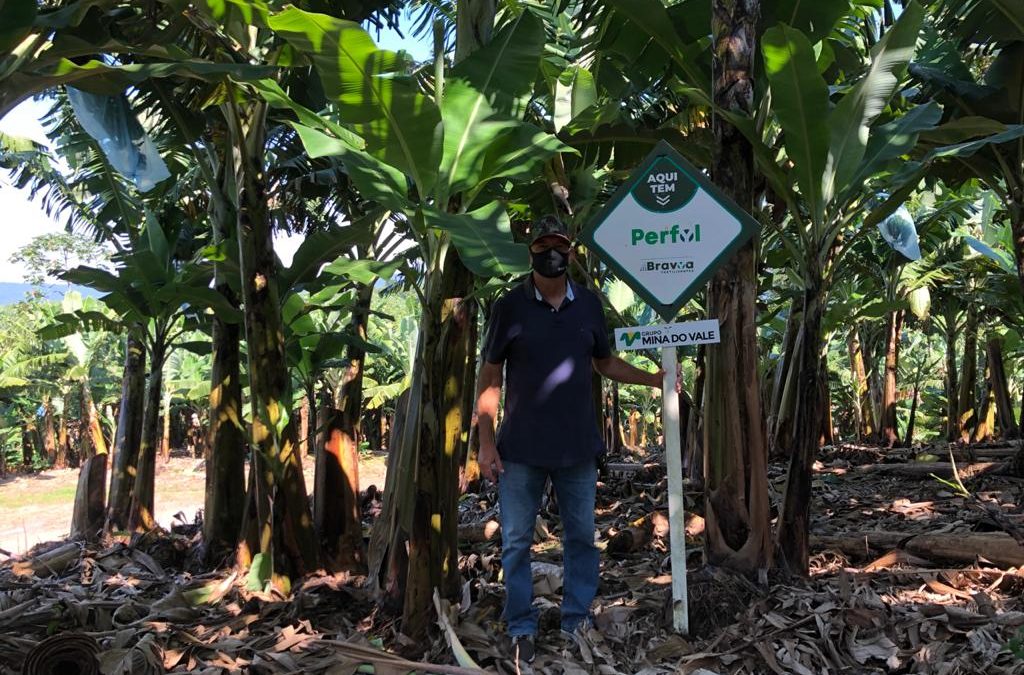 Produtores de banana do Vale do Ribeira destacam resultados após utilização de produtos BRAVYA