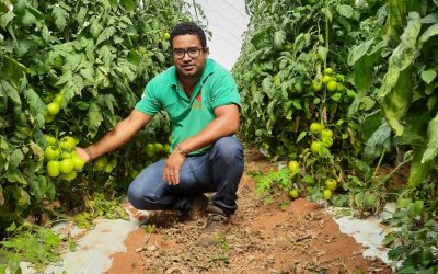 Pouso Alegre-MG: Agricultor referência em tomate destaca benefícios de produtos BRAVYA
