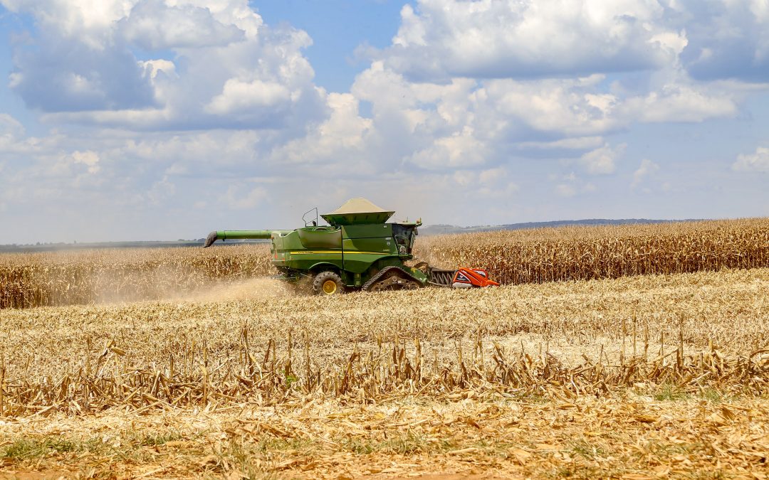 Paraná inicia colheita do milho segunda safra