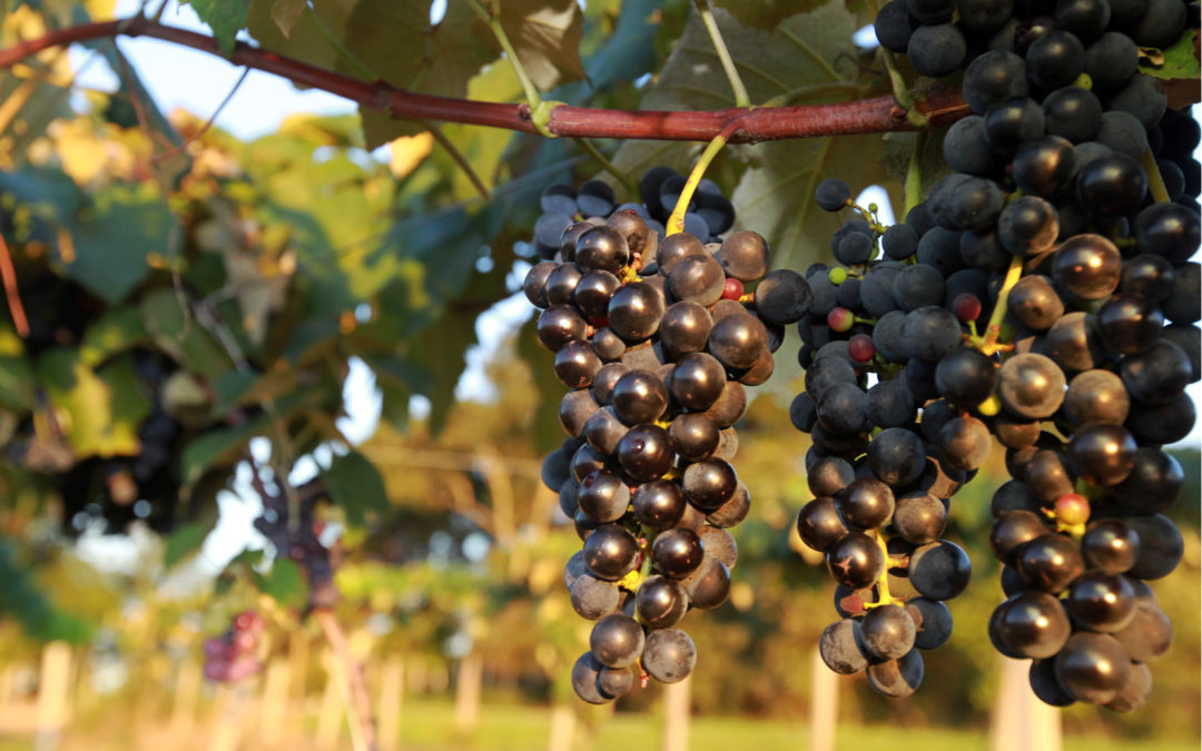 Colheita de uva começa no Paraná, sexto maior produtor da fruta no Brasil