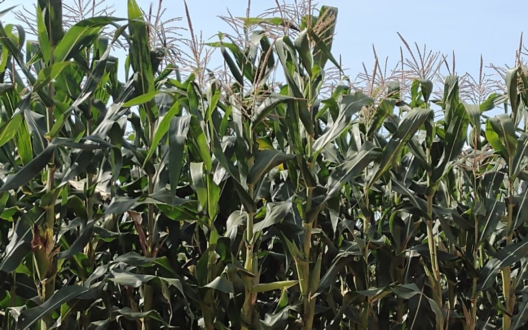 Produtor de milho usa BRAVYA e resposta vem na colheita: crescimento de 40%