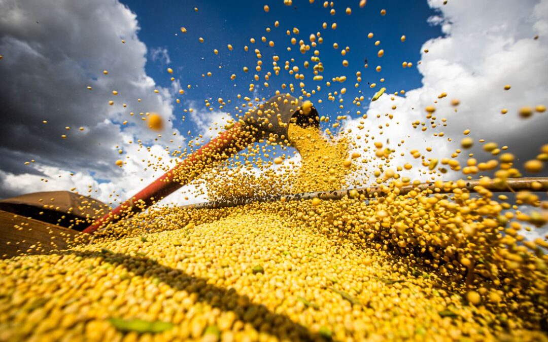 2022/2023: Produção de grãos pode chegar a 308 mi de toneladas impulsionada pela boa rentabilidade de milho, soja e algodão