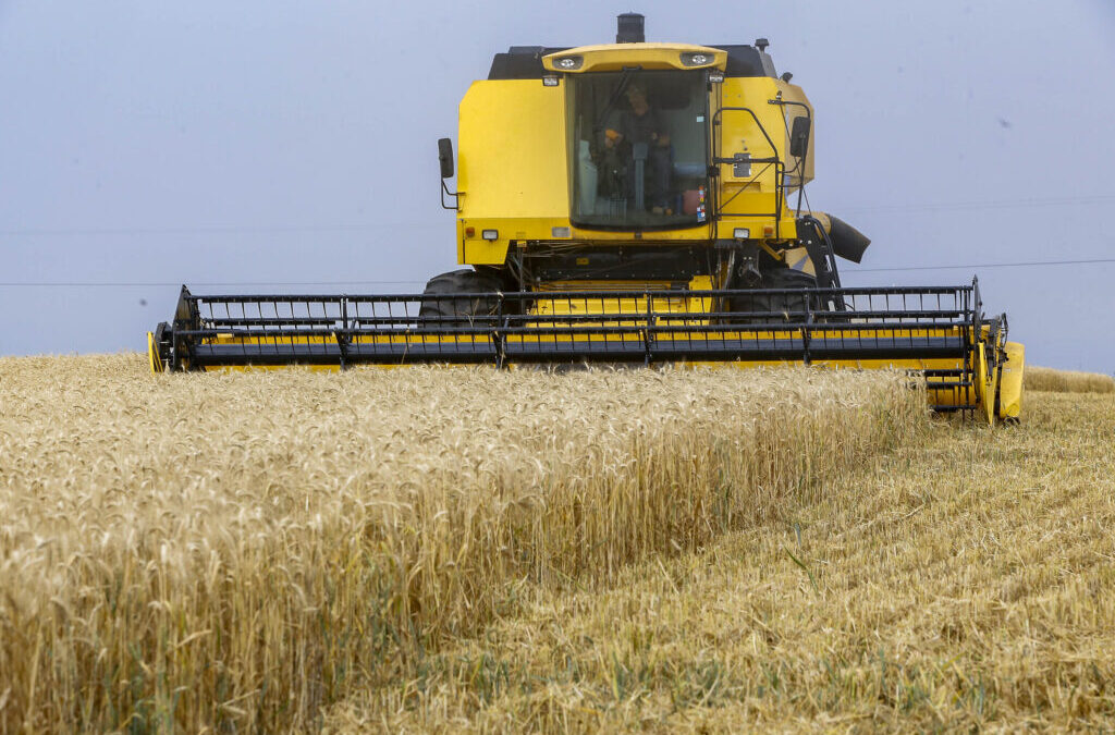 PR: Após chuvarada, tempo firma e beneficia colheita do trigo
