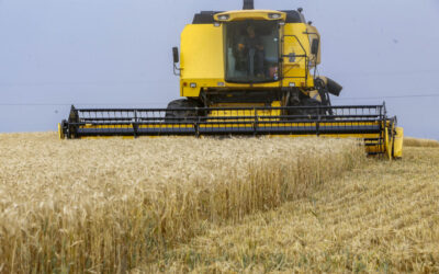 PR: Após chuvarada, tempo firma e beneficia colheita do trigo