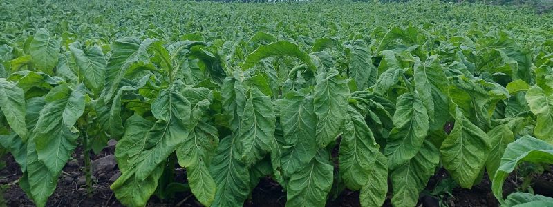 WhatsApp Image 2026-01-05 at 11.11.04